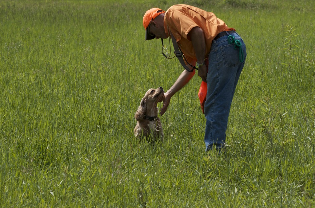Gun Dog Training Clinic Pottsville PA Upland Flushing Breed Training