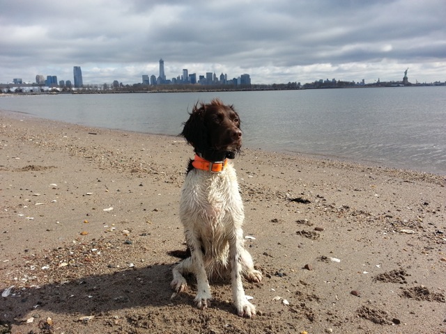 city dog on beach