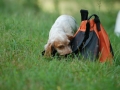 inquisitive pup