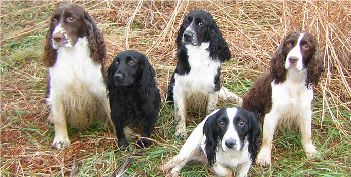 Gun Dog Training & Lifestyle Obedience Training in Pennsylvania