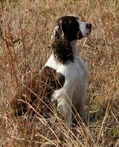 Retha in the field