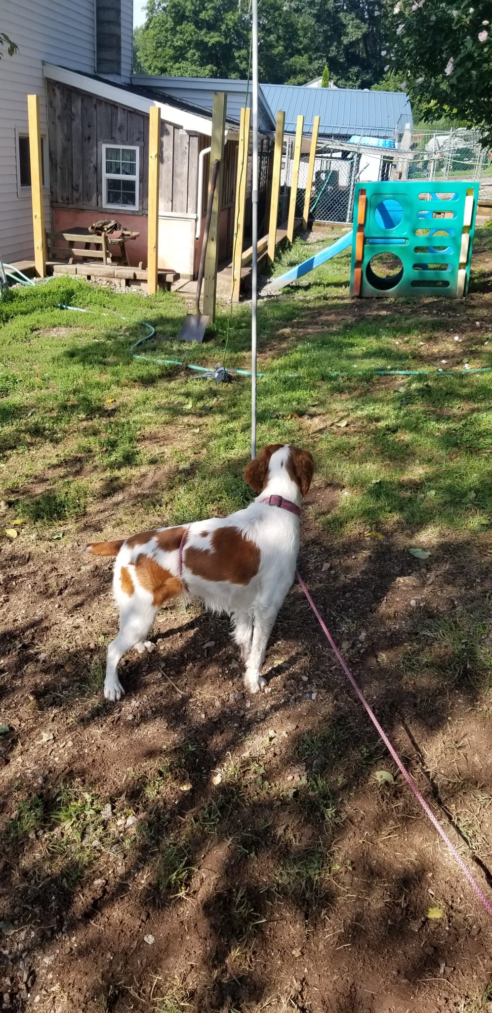 Gun Dog Training Clinic Pottsville PA Upland Flushing Breed Training Seminars Pottsville PA