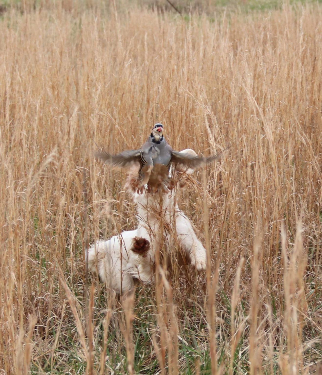 Gun Dog Training Clinic Pottsville PA Upland Flushing Breed Training