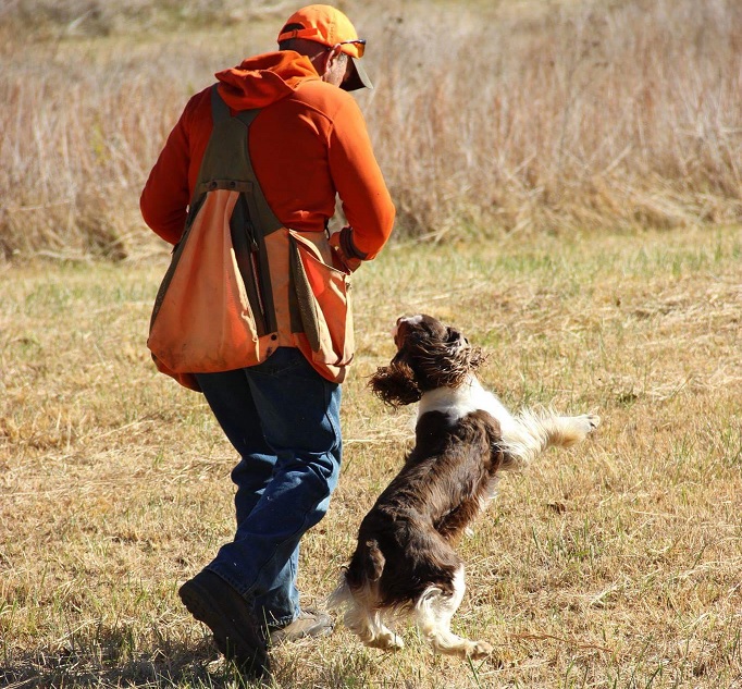 Retriever Training - LL GUN DOGS, LLC